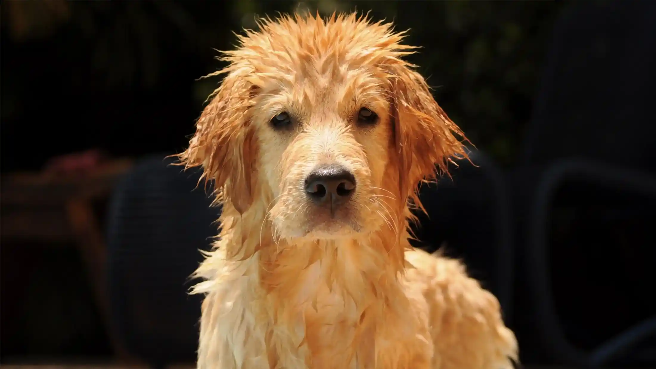 Wet golden retriever dog with wet fur looking directly at the camera with a dark blurred background.
