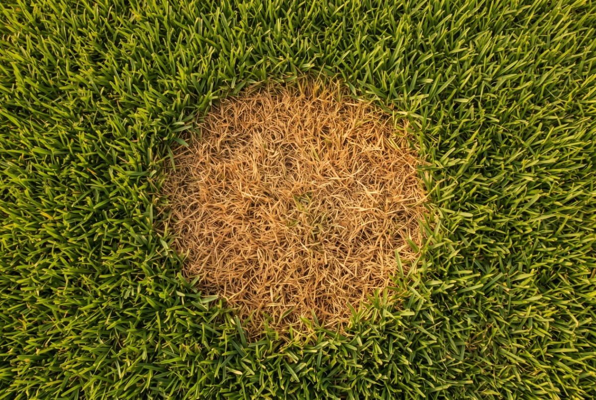 Circular yellow burn patch in St. Augustine grass caused by dog waste left on the lawn