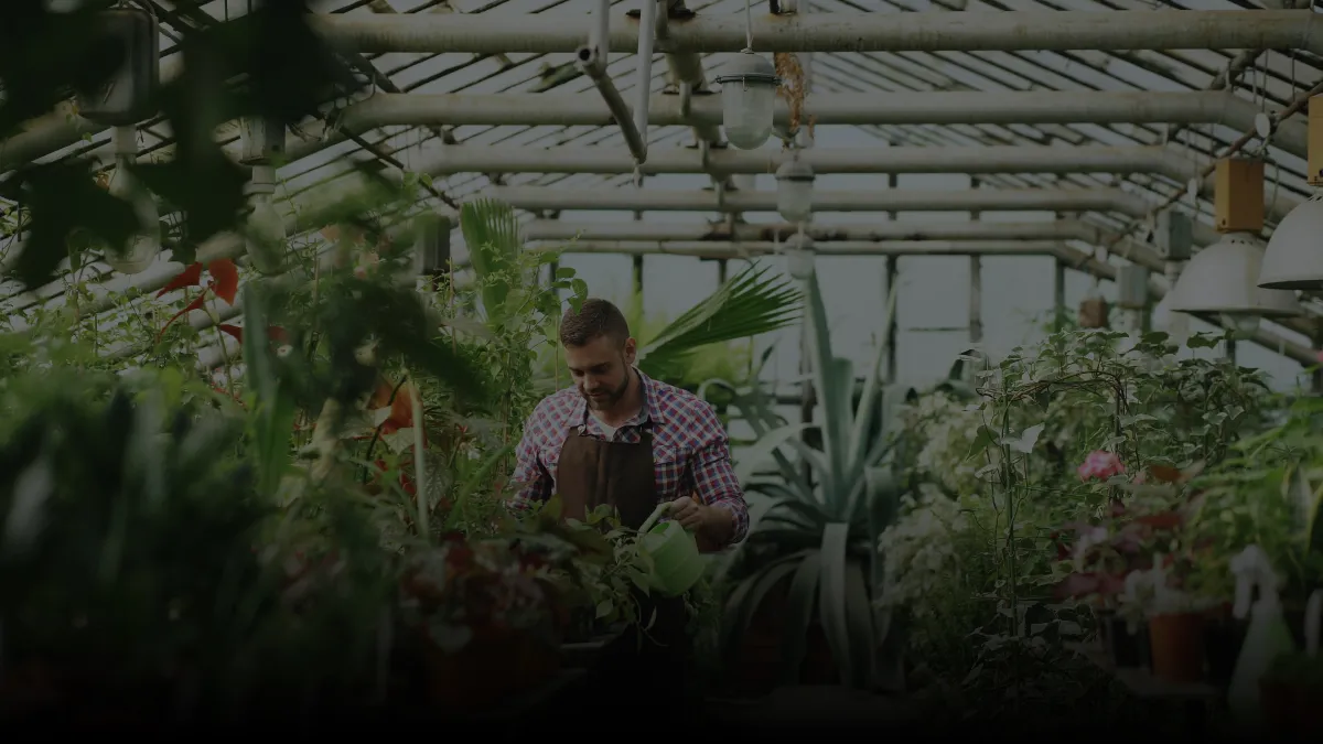 Man wearing a checkered shirt and brown apron watering plants with a green watering can inside a greenhouse filled with various leafy plants.