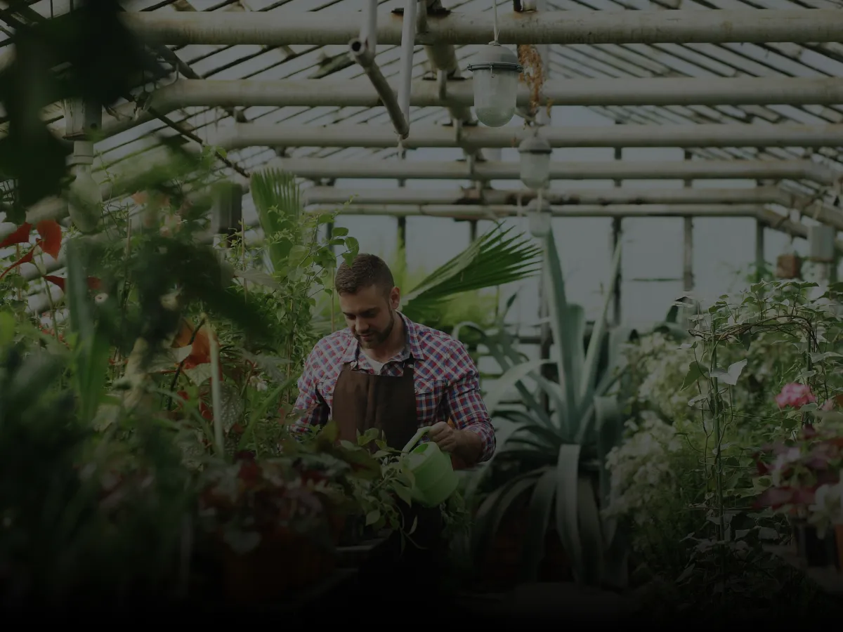 Man wearing a plaid shirt and brown apron watering plants inside a greenhouse filled with various green and flowering plants.