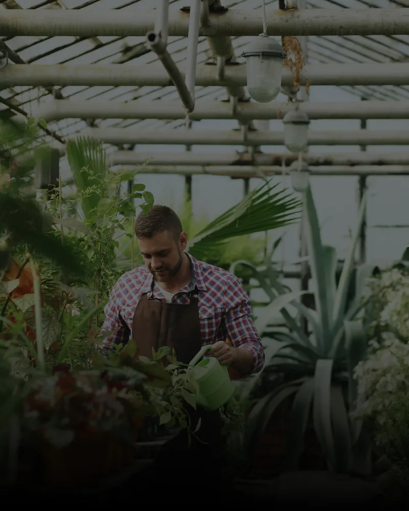 Man wearing a plaid shirt and brown apron watering plants with a green watering can inside a greenhouse filled with various green plants.