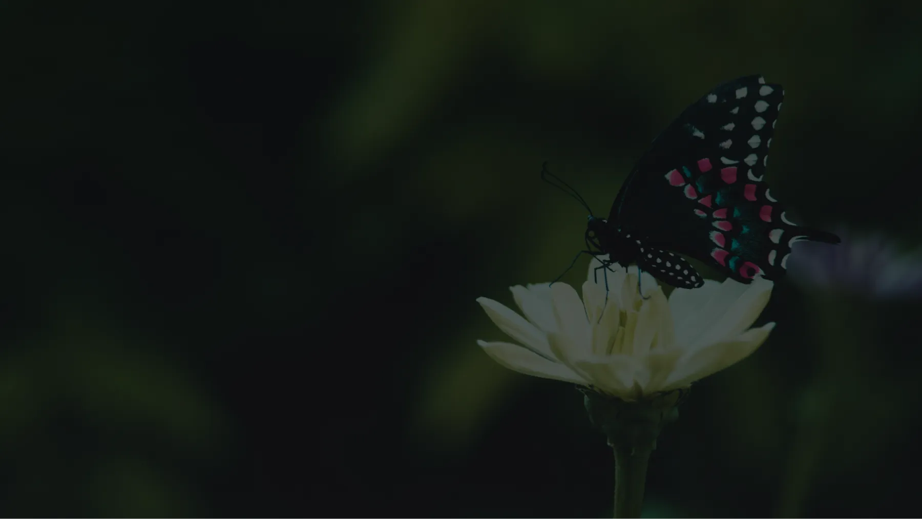 Black butterfly with white and pink spots perched on a white flower.