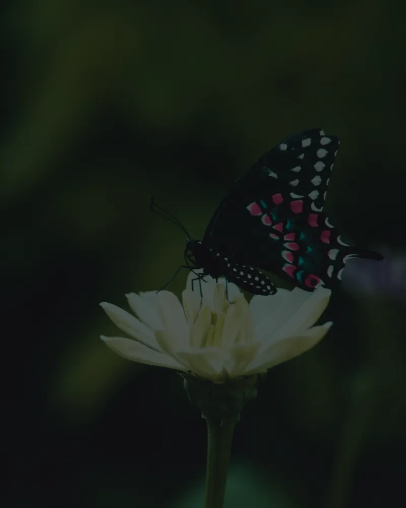Black butterfly with white, pink, and blue markings perched on a pale yellow flower against a dark green blurred background.