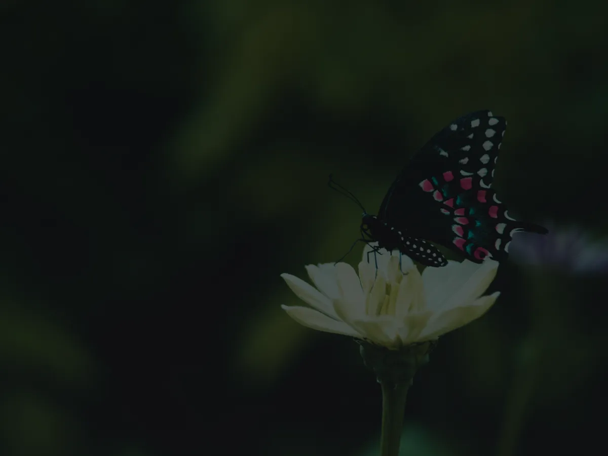 Black butterfly with white and pink spots perched on a white flower against a dark green blurred background.