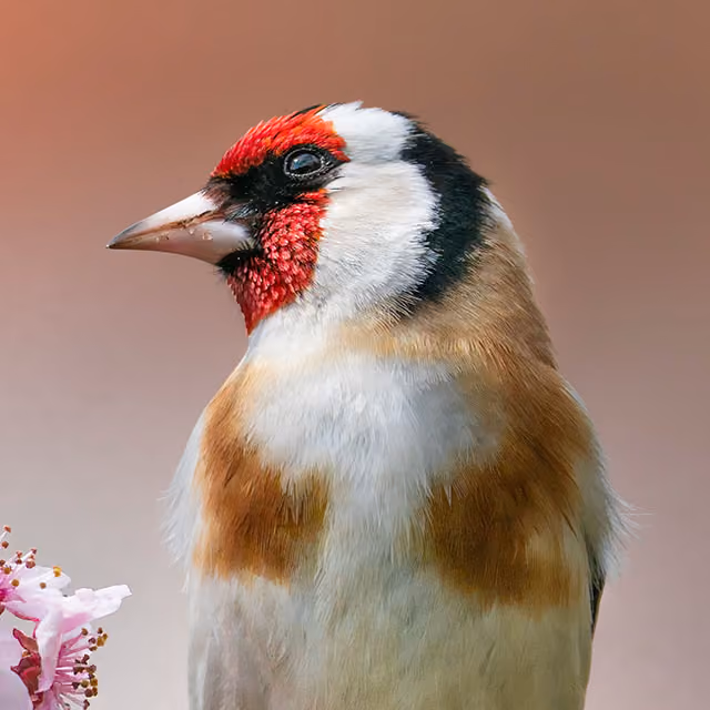 Close-up of a European goldfinch with red, black, white, and brown feathers on a blurred background.