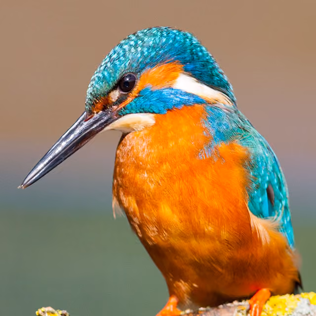 Close-up of a kingfisher bird showing its bright blue and orange feathers.