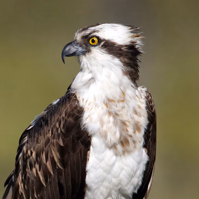 Close-up of an osprey with white and brown plumage and a hooked beak, set against a green background.