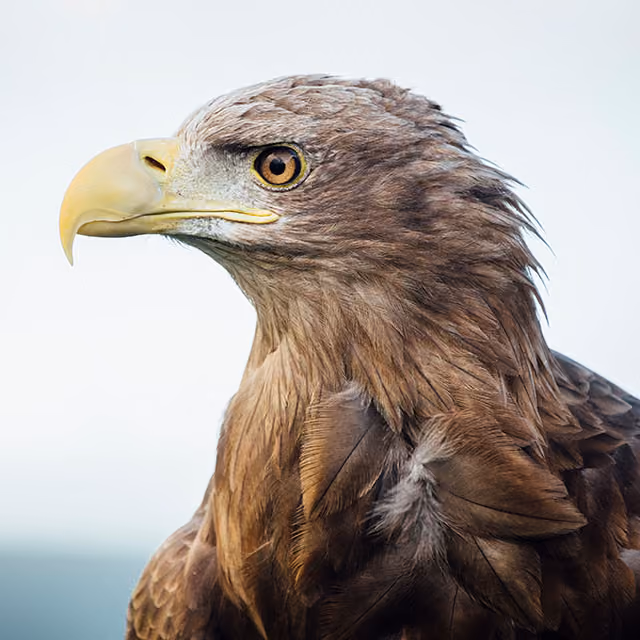 Close-up of an eagle with brown feathers, a pale head, and a large yellow curved beak.
