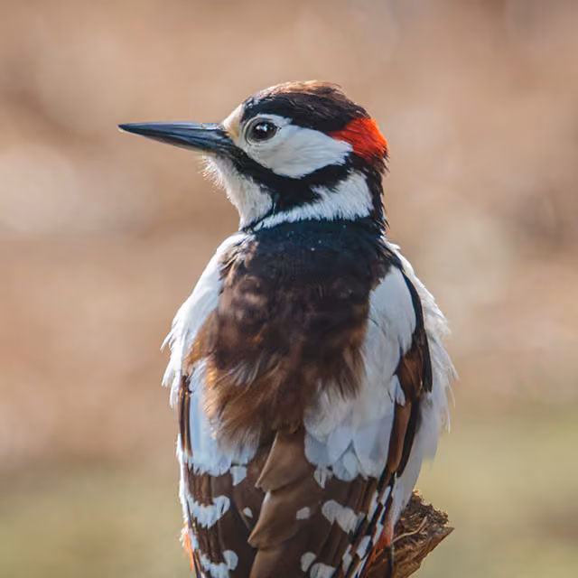 Close-up of a woodpecker with black, white and brown plumage and a red patch on its head.