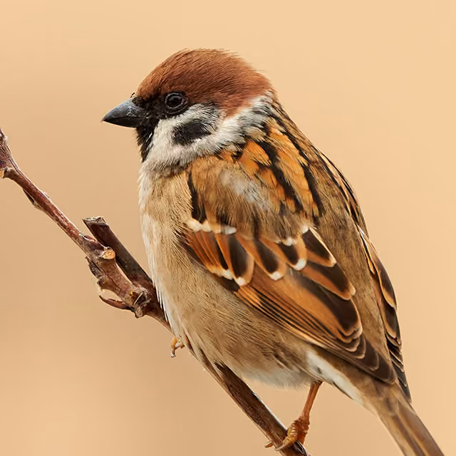 Sparrow with brown and cream plumage perched on a bare twig against a beige background.
