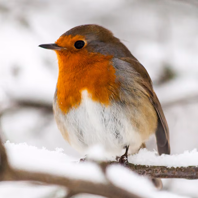Robin with an orange breast perched on a snowy branch.