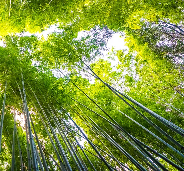 Looking up at tall green bamboo stalks with bright leafy canopy and sunlight filtering through.