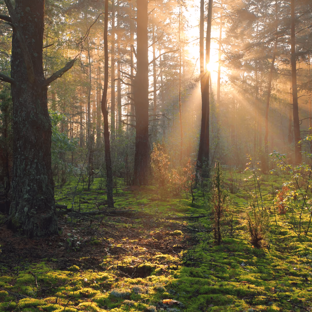 Sunlight streaming through tall trees onto a forest floor covered in vibrant green moss.