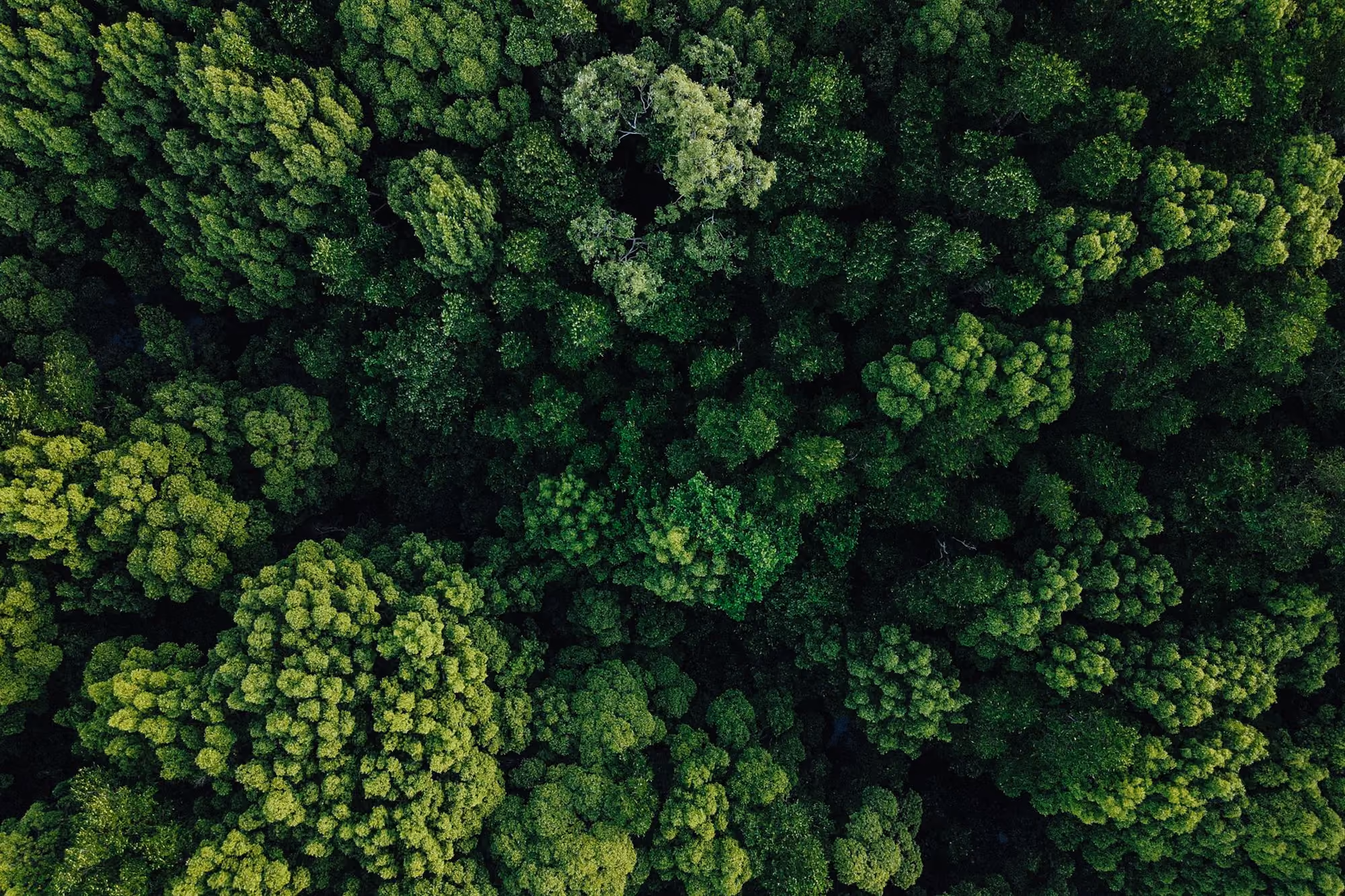 Luchtfoto van een dicht, groen bos