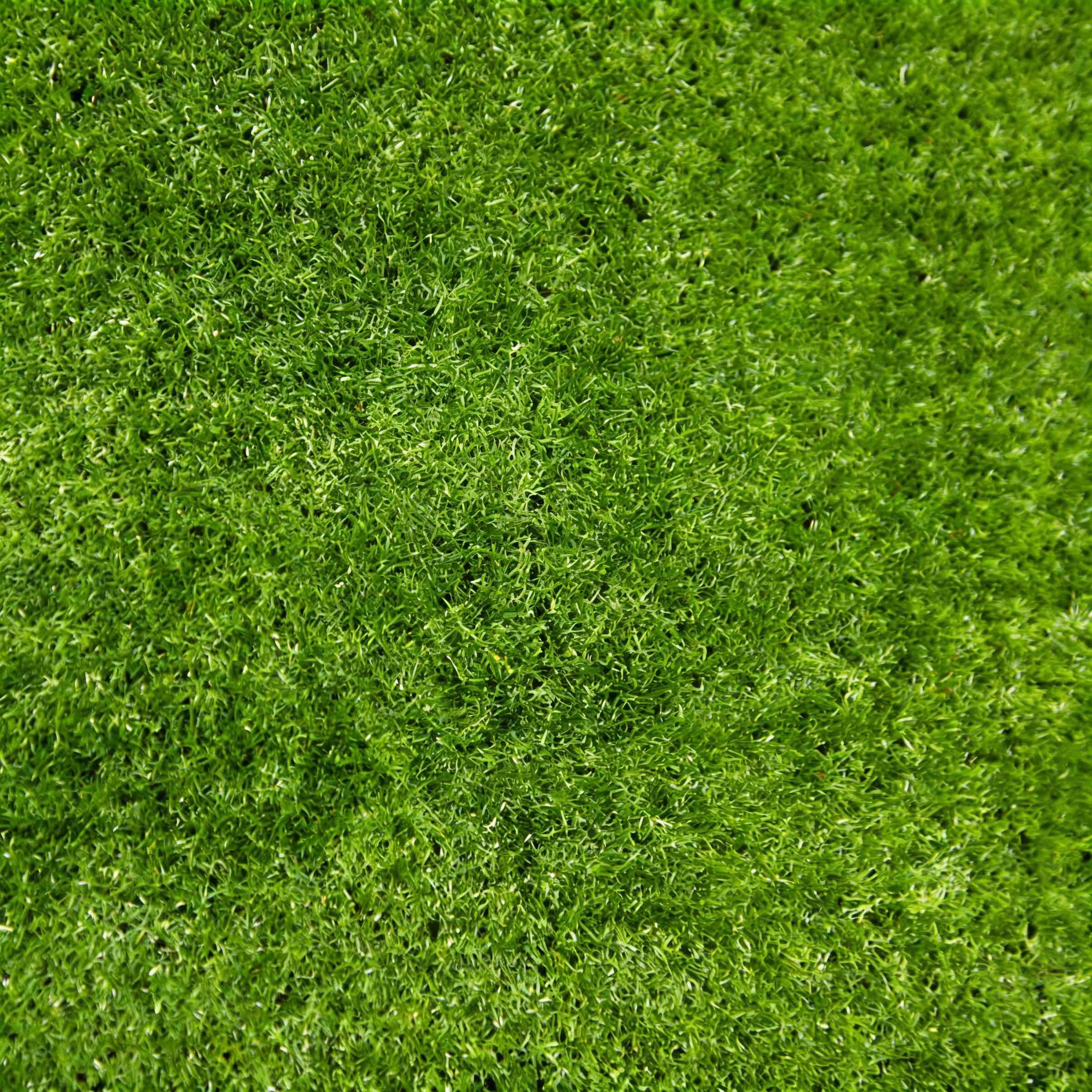 Close-up view of dense, lush green grass covering the ground evenly.
