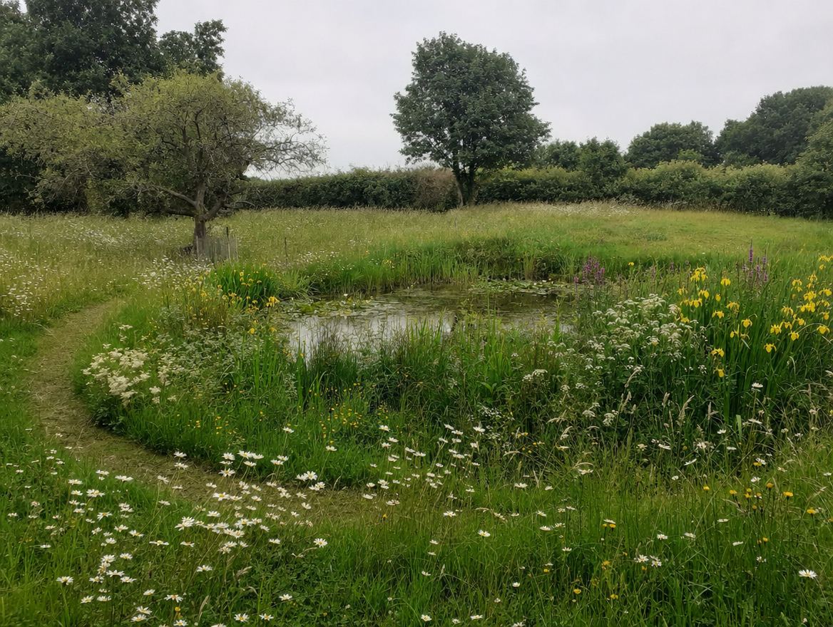 A wildlife pond edged with timber decking and native planting