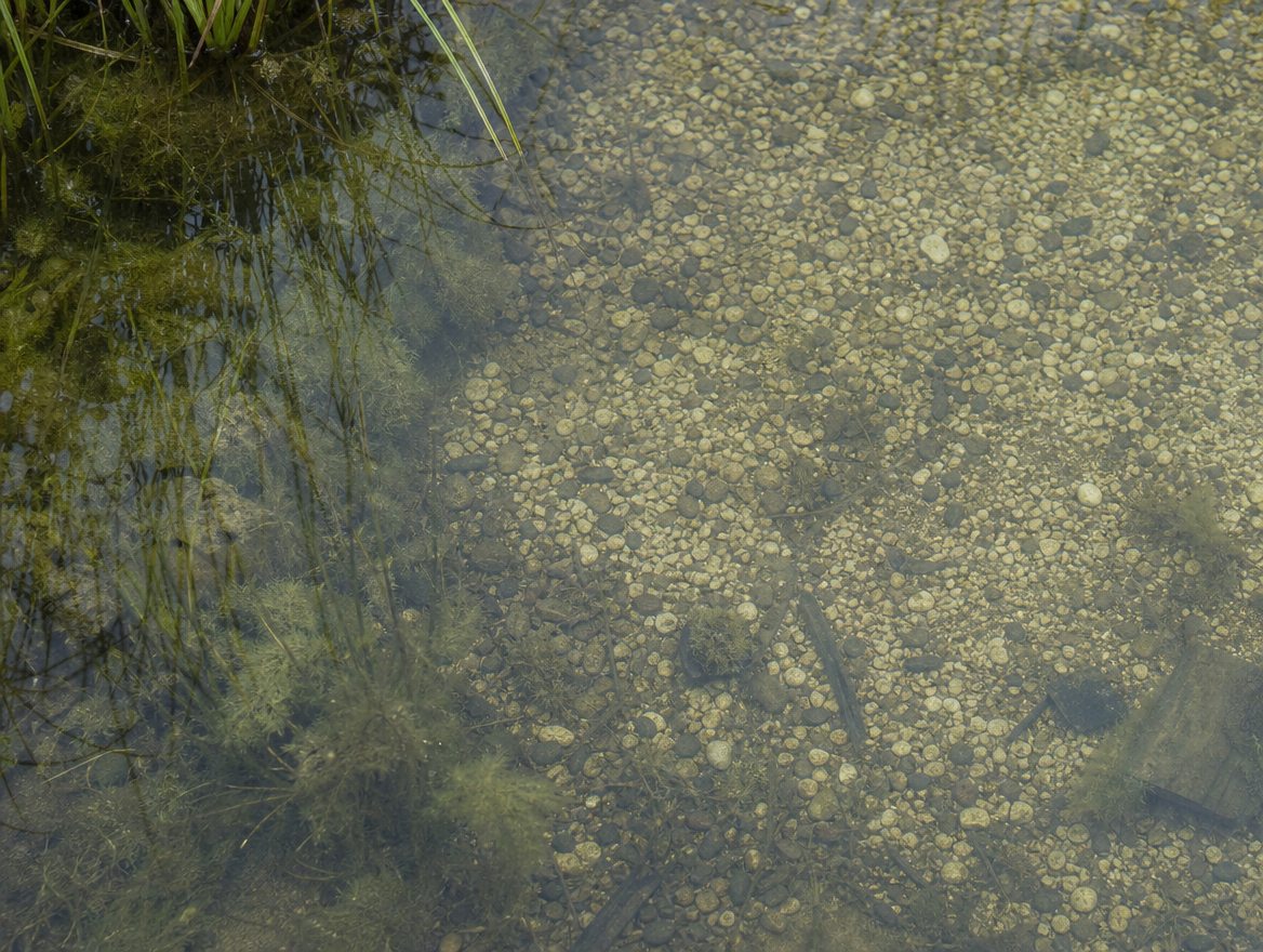 Pond in front of a country house