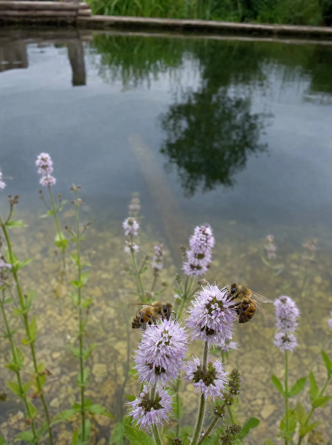 Reeds and water lilies growing in the planted margin of a natural pool
