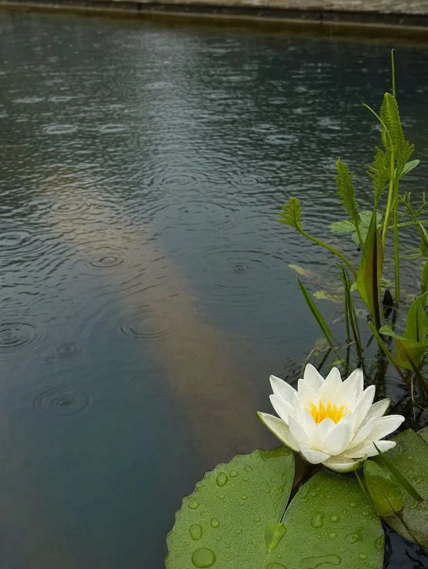 A natural swimming pond with planted margins and flowering perennials beside a country house