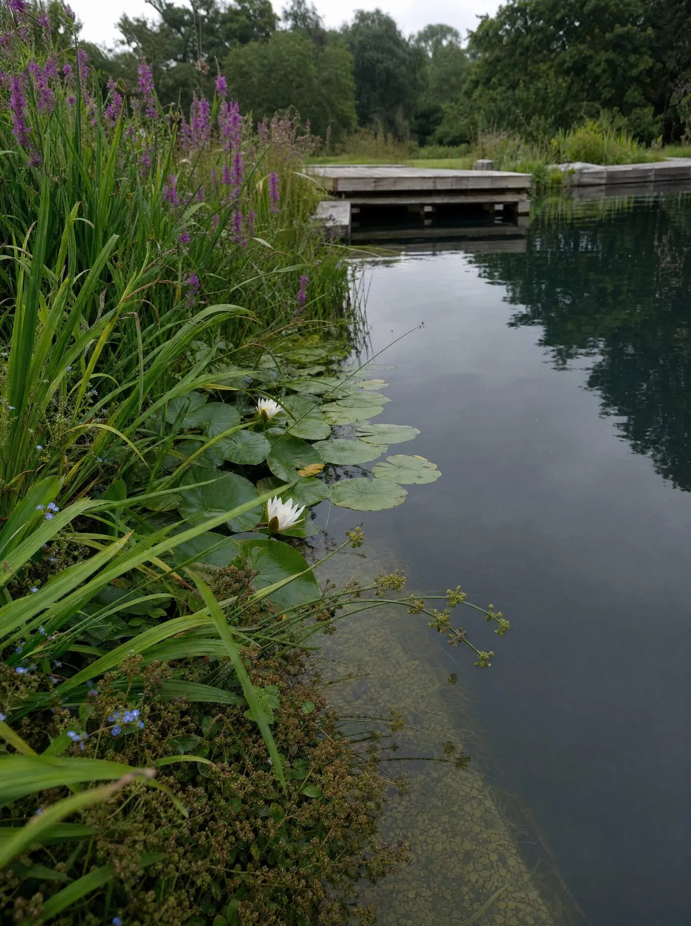 A planted pond with flowering perennials along its margins in front of a country house