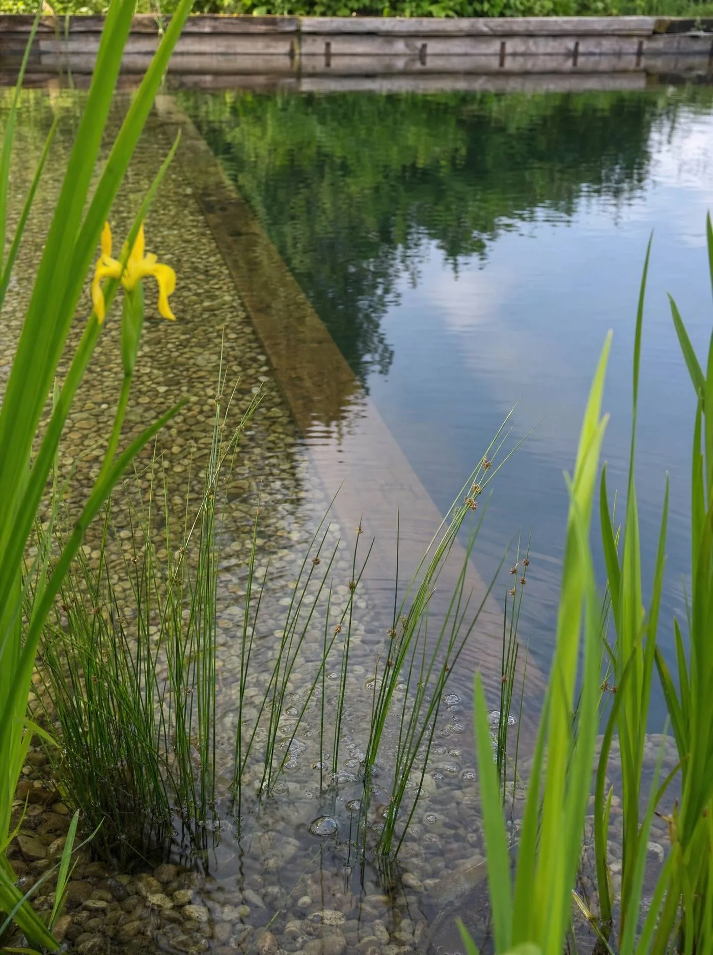 Oak jetty over a natural swimming pond at dawn