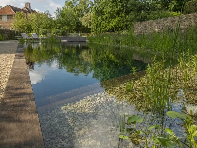 Dense marginal planting of reeds and water lilies