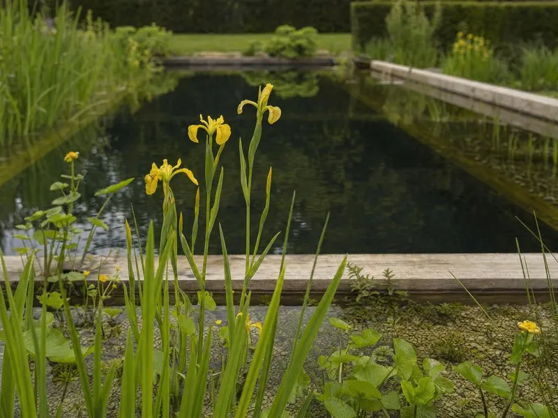 Yellow flag irises and stepping stones at the edge of a wildlife pond