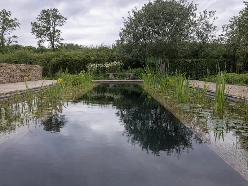 Reeds and water lilies growing in a planted regeneration zone