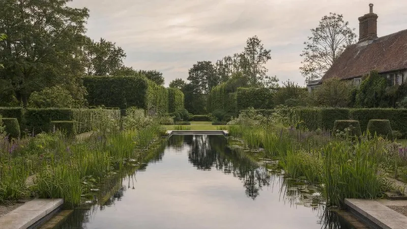 Reeds and water lilies in a planted regeneration zone