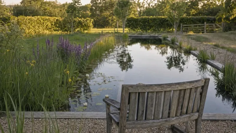 Reeds and water lilies growing thickly along a pond margin