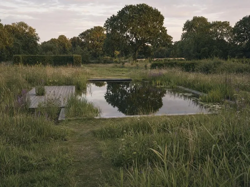 Reed bed in the regeneration zone, where the air stones sit among the plant stems
