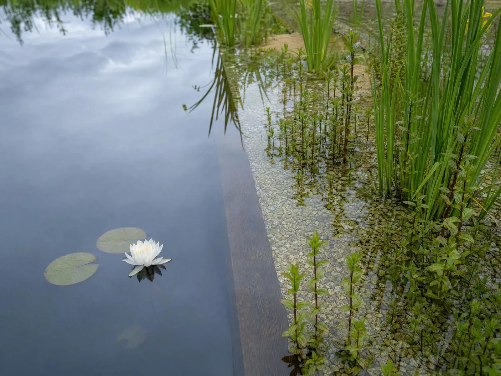 Close-up of an oak deck edge with water lilies and submerged stones in the regeneration zone