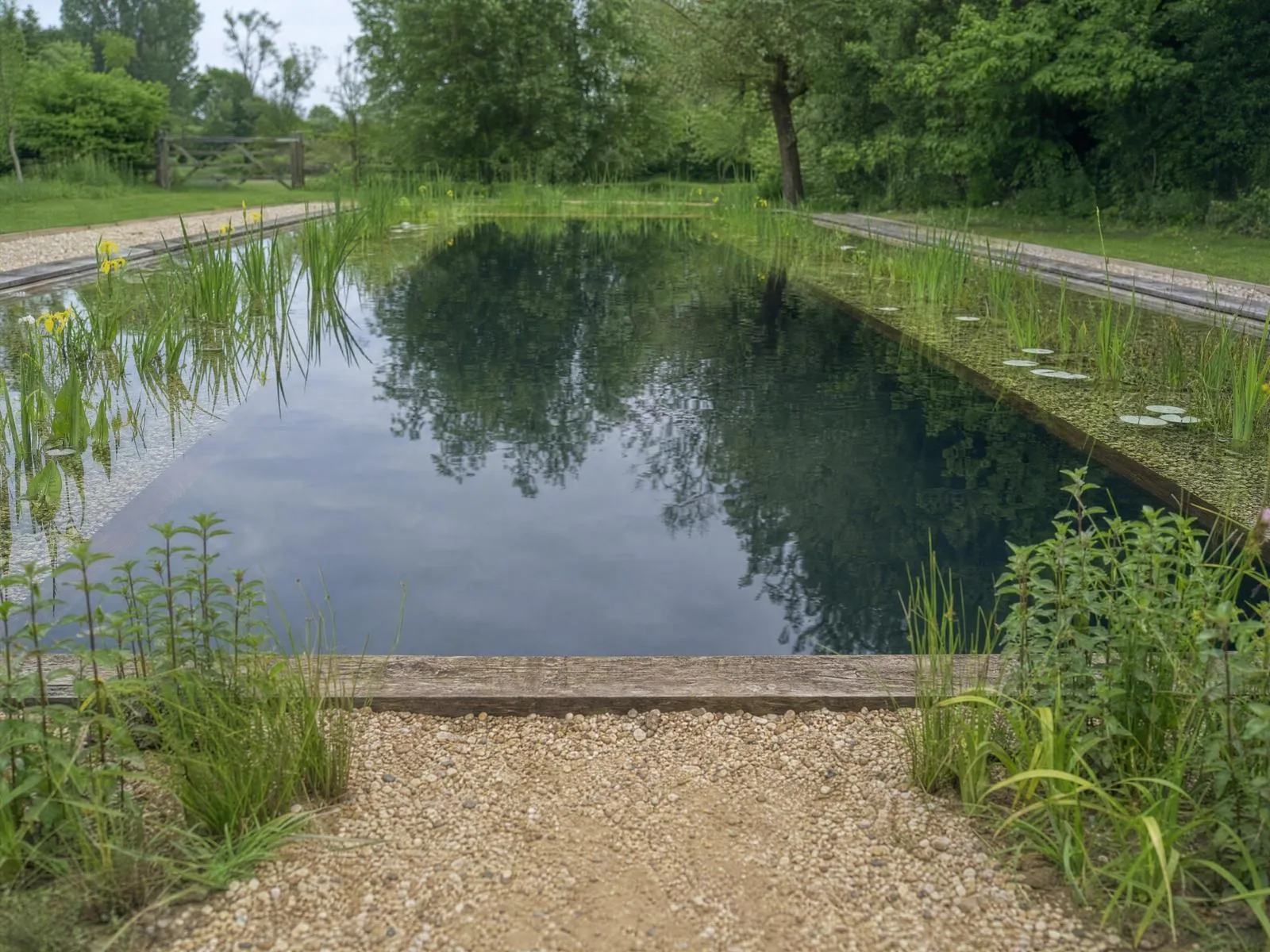Living pool on a still, misty morning