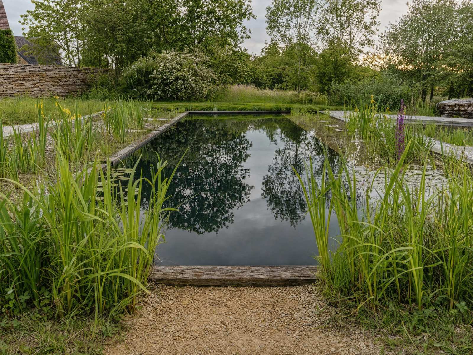 Reeds and water lilies growing in a regeneration zone