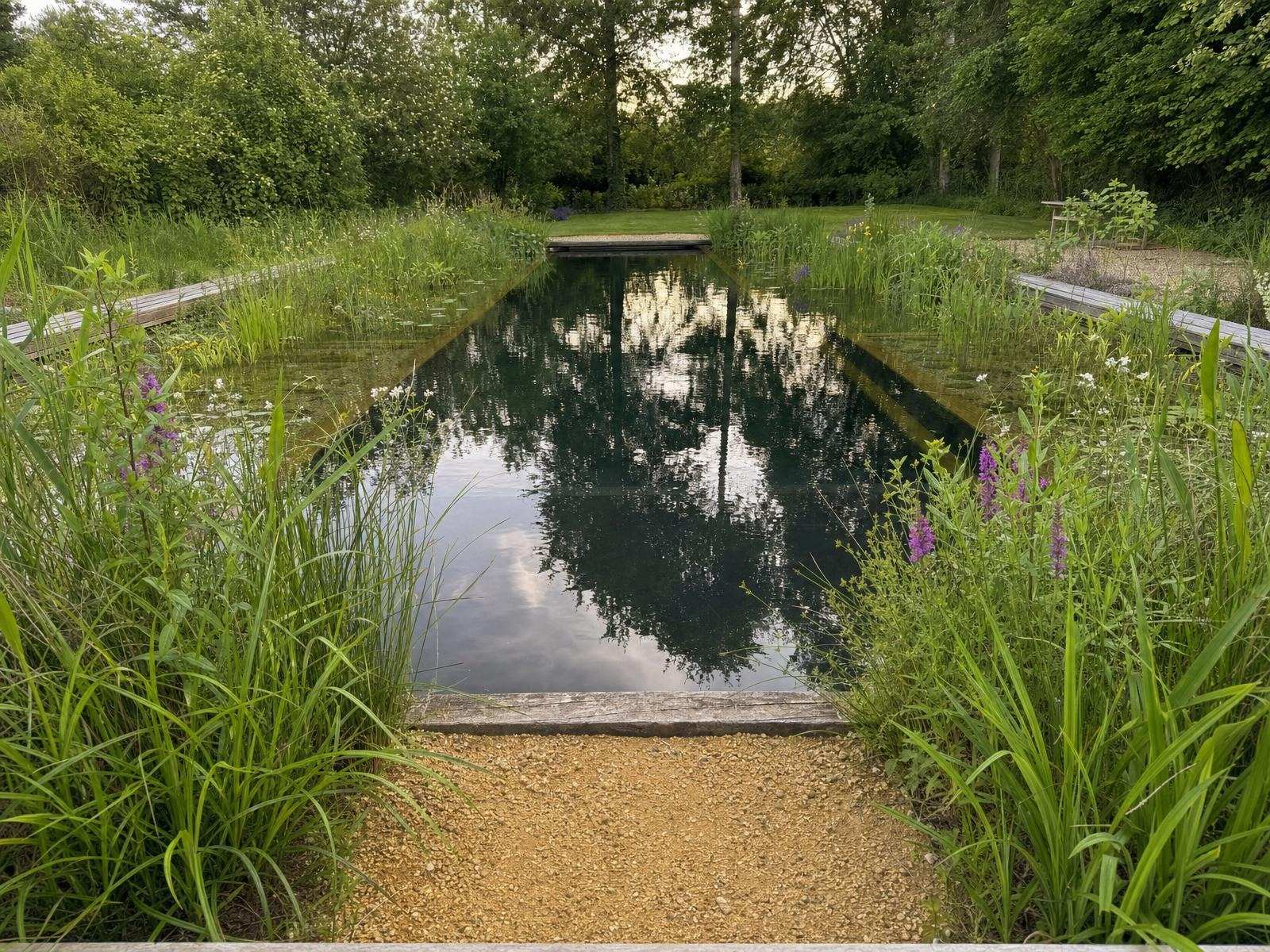 Planted margins of a natural swimming pond with native marginal plants at the water's edge