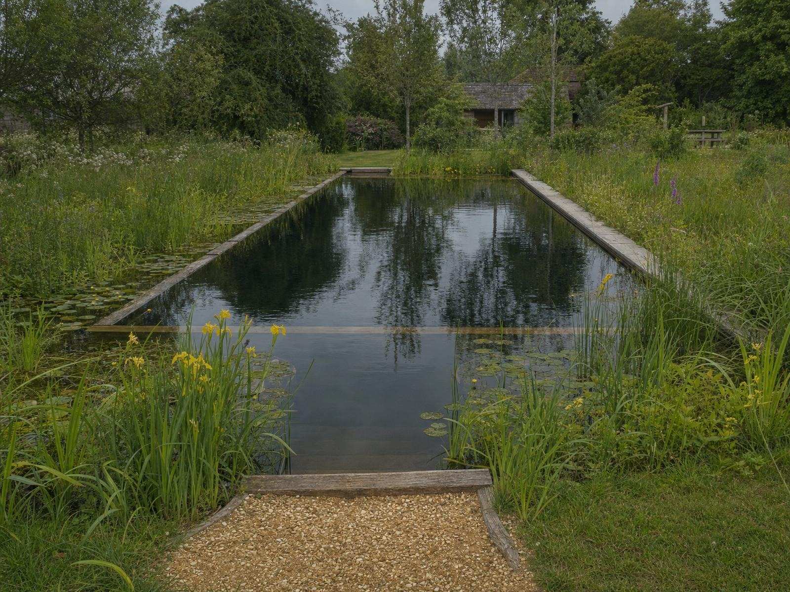 Yellow flag iris and native marginal planting in the regeneration zone of a natural swimming pool