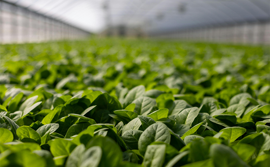 Fresh leafy greens growing inside a greenhouse