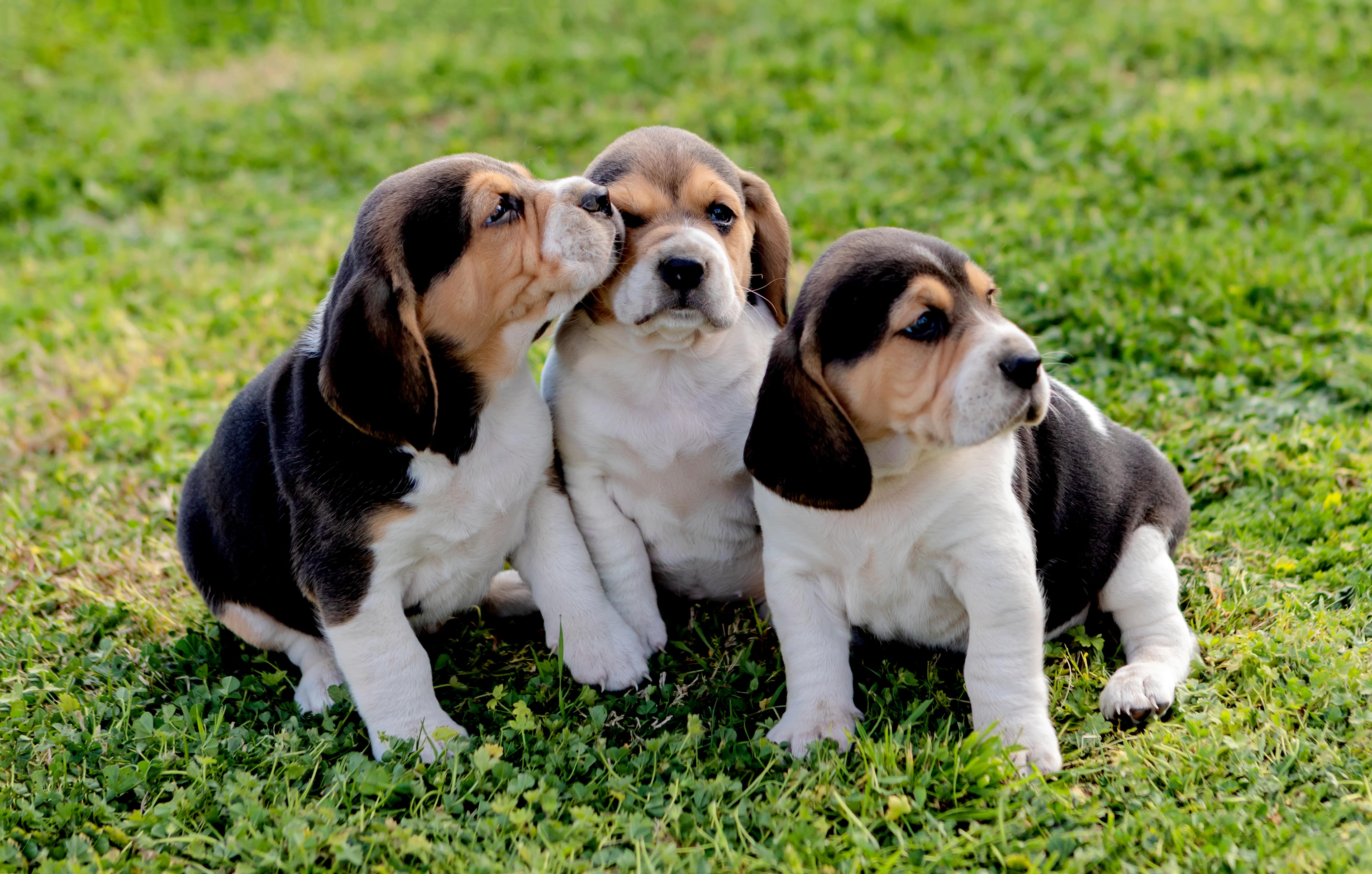 Three beagle puppies sitting together on grass