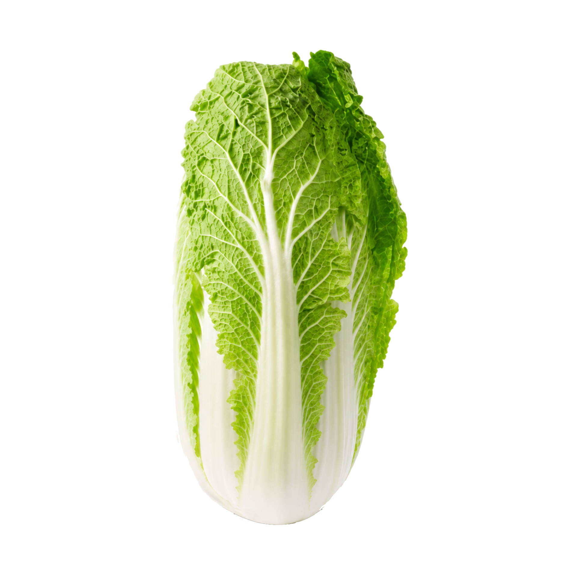 Fresh Chinese cabbage with crisp green leaves