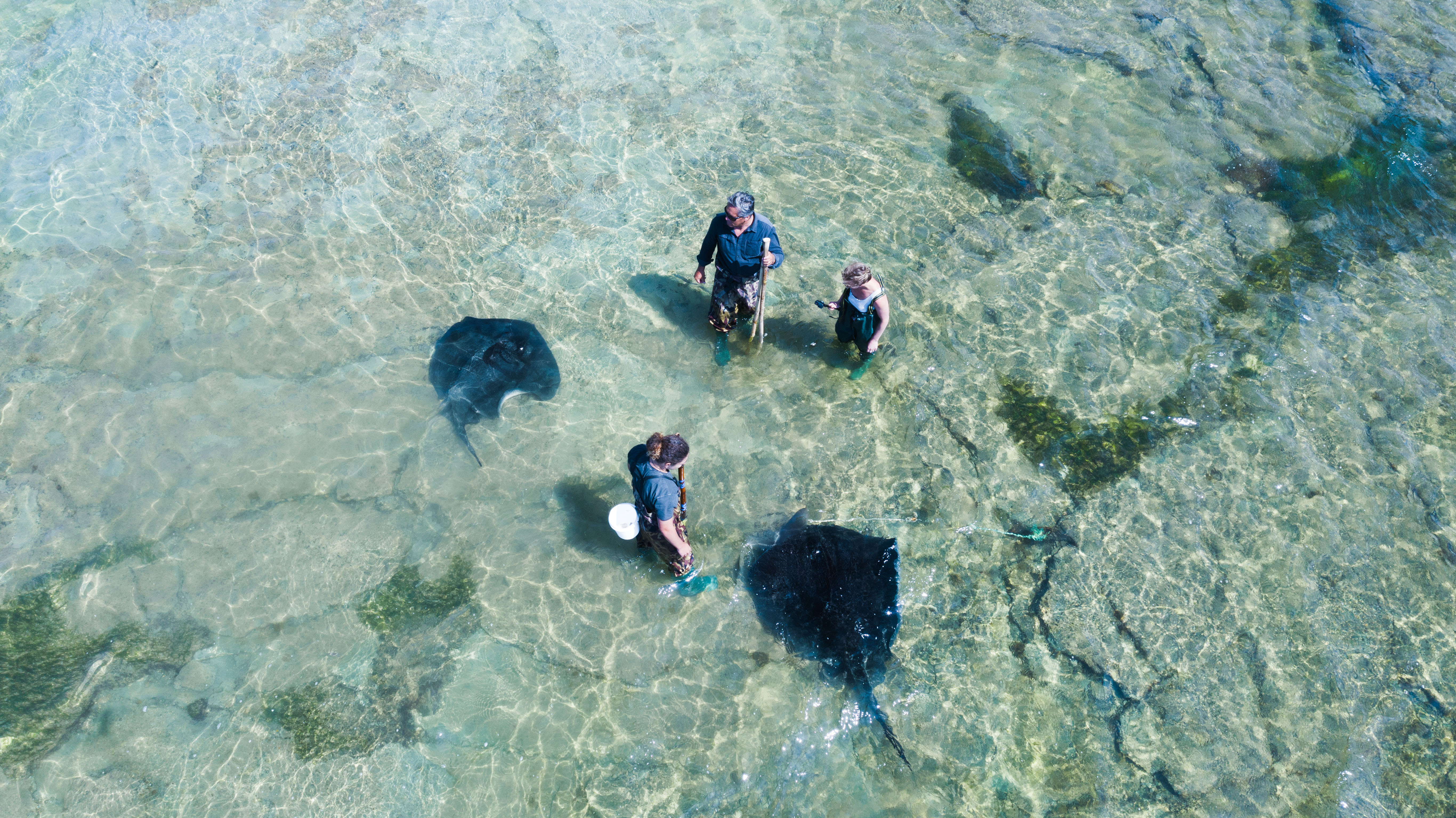 Dive -Tatapouri.jpg