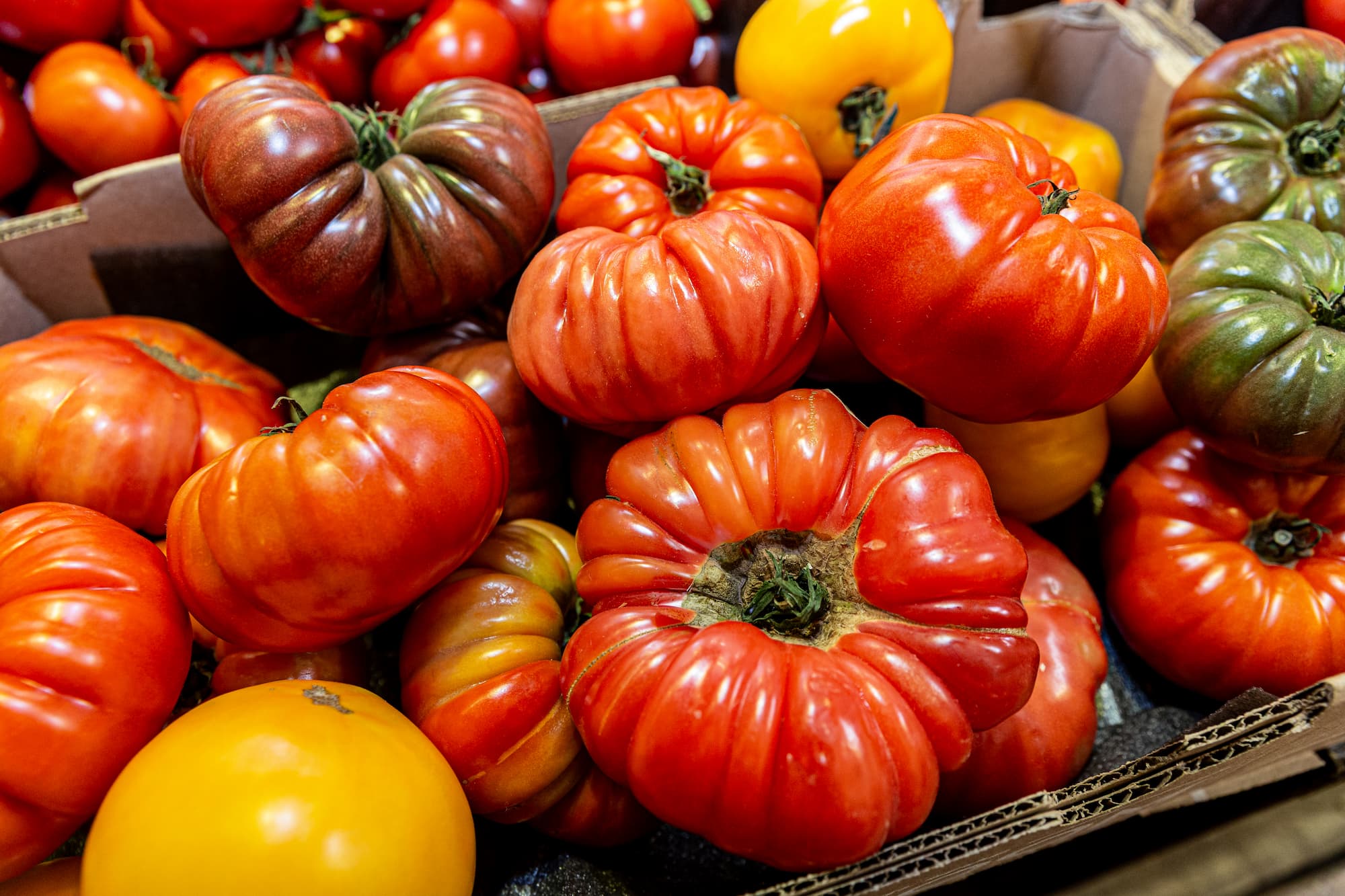 Close-up of assorted heirloom tomatoes in shades of red, yellow, and dark purple, piled in cardboard produce boxes.
