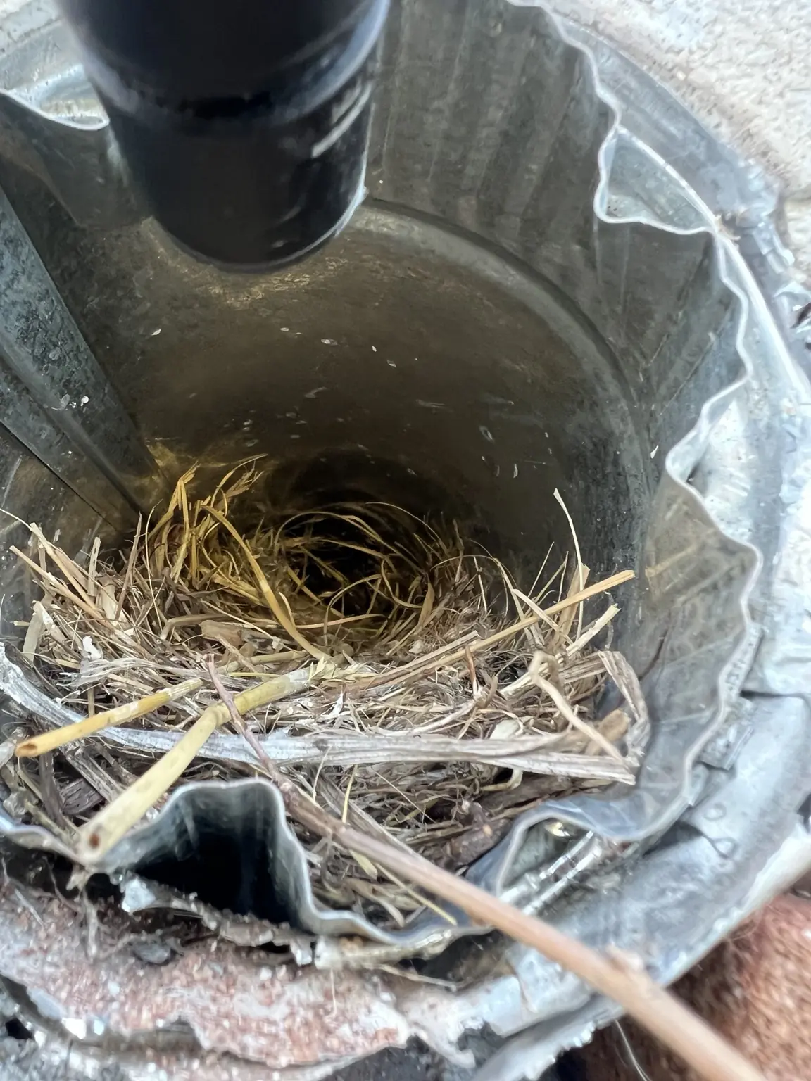 Bird nest blocking a residential dryer vent line before professional removal.