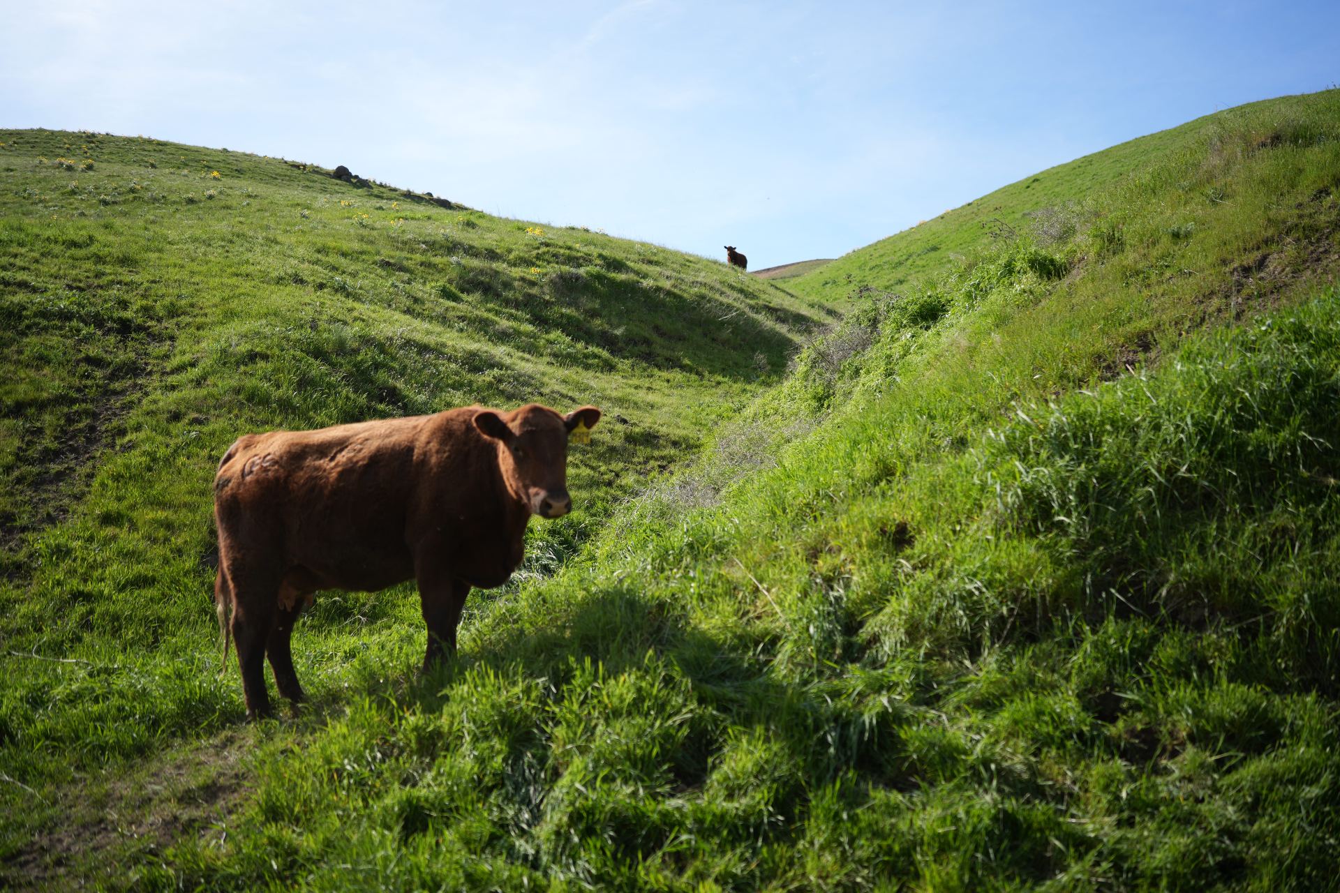 Century Cattle Co