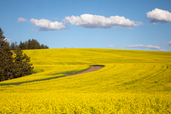 Video: Century Farms 2022 Growing Season