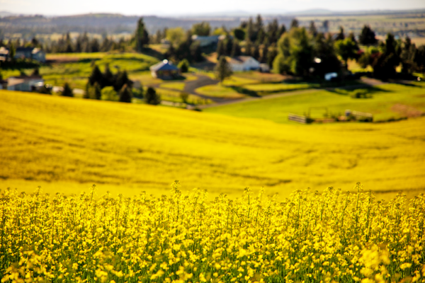 Video: Century Farms & Sustainable Canola Production in the Pacific Northwest