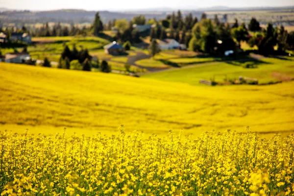 Video: Century Farms & Sustainable Canola Production in the Pacific Northwest