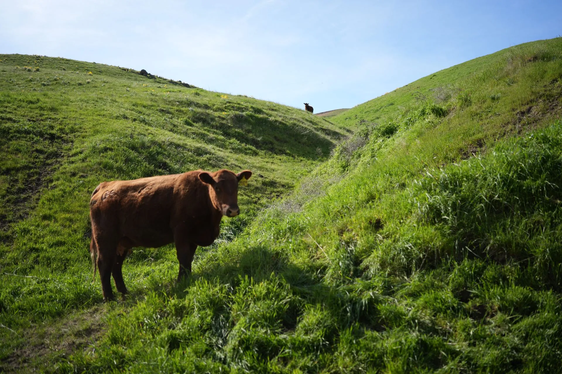 Century Cattle Co