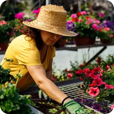 Woman in a yellow shirt and straw hat gardening with green gloves among vibrant pink flowers.