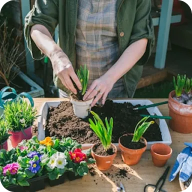 A person planting green seedlings in small terracotta pots on a wooden table with gardening tools and colorful flowers nearby.