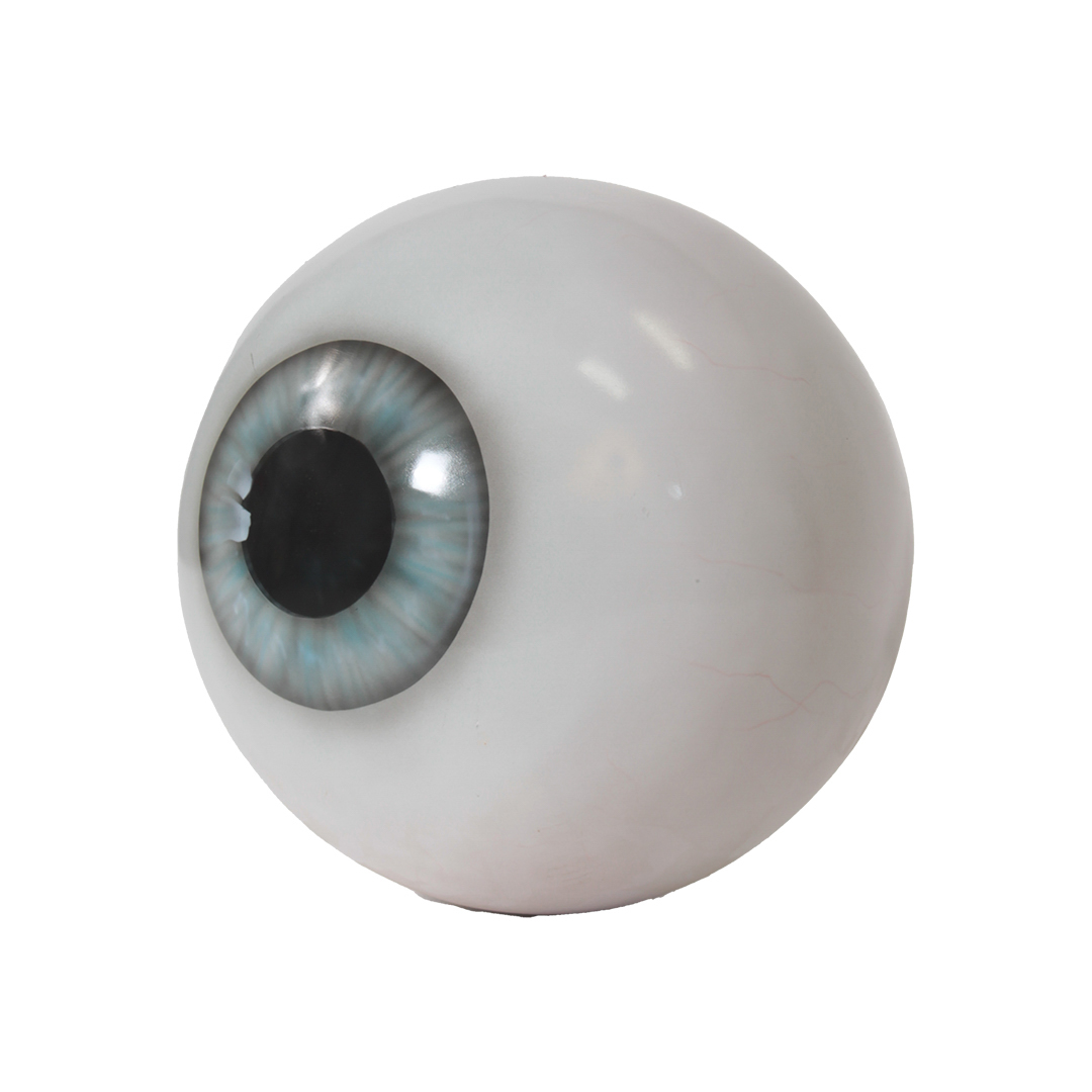 A realistic model of a human eyeball with blue iris and black pupil on white background.